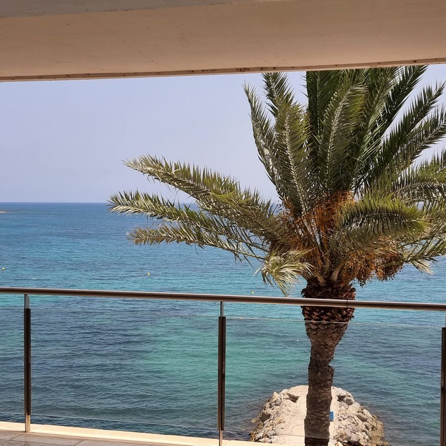 Palmera con vista al mar